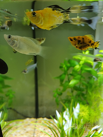 Guppy, molly baloon, neocaridine, physia
