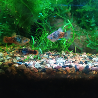 Platy bicolor sale e pepe