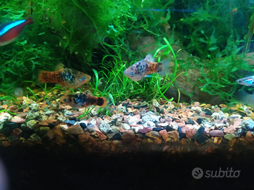 Platy bicolor sale e pepe