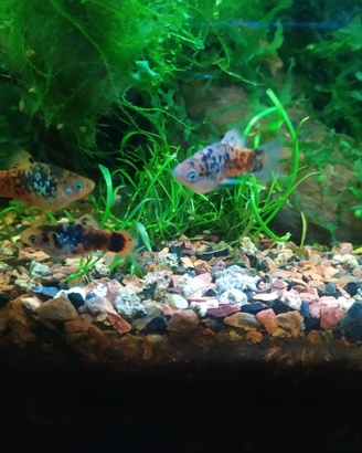 Platy bicolor sale e pepe