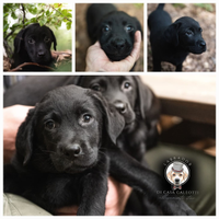 Cuccioli labrador neri