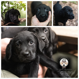 Cuccioli labrador neri