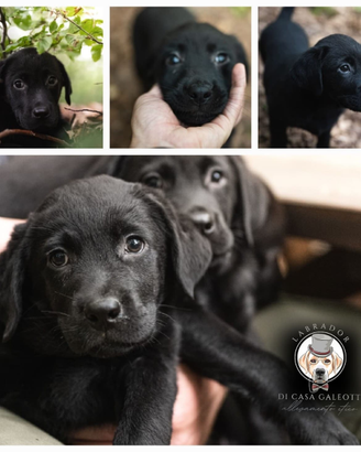 Cuccioli labrador neri