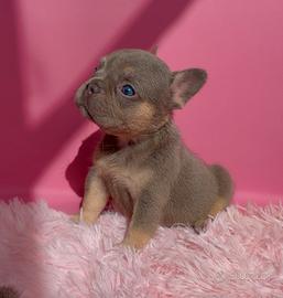 Bulldog francese