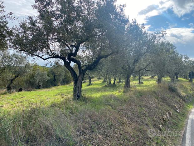 Rustico con oliveto e vigneto colline di Scandicci