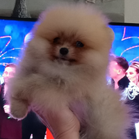 Spitz tedesco nano pomerania