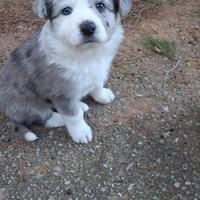 Cuccioli border collie