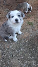 Cuccioli border collie