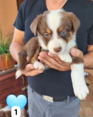 Cuccioli di Pastore
