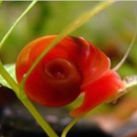 Lumache planorbarious e limnophila