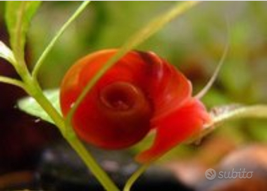 Lumache planorbarious e limnophila