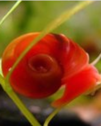 Lumache planorbarious e limnophila
