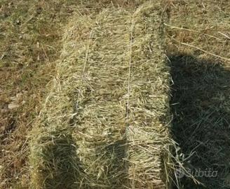 Balle di fieno di erba medica