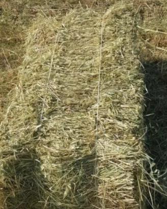 Balle di fieno di erba medica