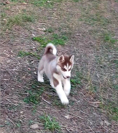 Cuccioli Siberian Husky