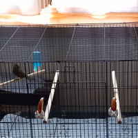 Coppia usignoli del giappone