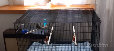 Coppia usignoli del giappone