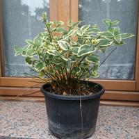 pervinca