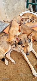 Cani lupi cecoslovacchi