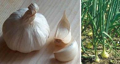 Aglio bianco produzione 2025