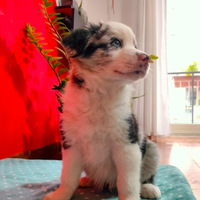 Cucciolo di Border Collie Blue Merle