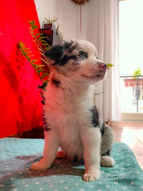 Cucciolo di Border Collie Blue Merle