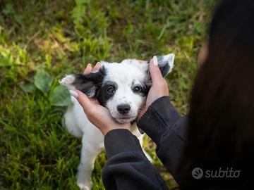 Cuccioli due mesi maschi disponibili