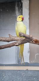 Coppia parrocchetto dal collare