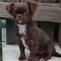 Cucciola chihuahua pedegree