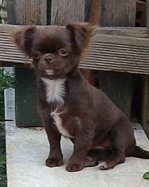 Cucciola chihuahua pedegree