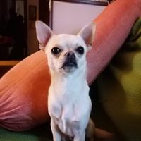 Chihuahua con pedigree disponibile per monta