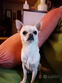 Chihuahua con pedigree disponibile per monta