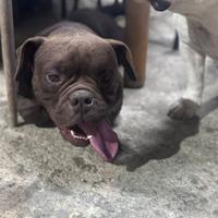American Bully Pocket