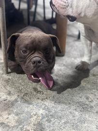 American Bully Pocket