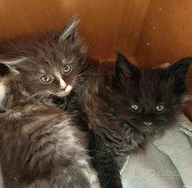 Maschietti Maine coon