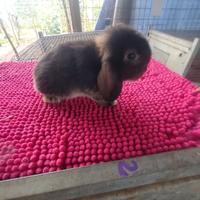 Coniglietti ariete nani miniloop