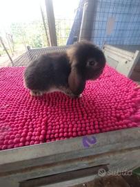 Coniglietti ariete nani miniloop