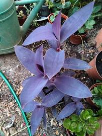 tradescantia 