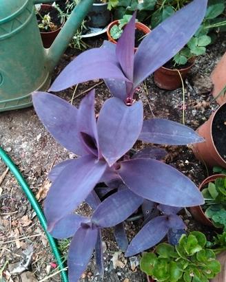 tradescantia 