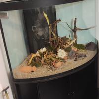 Acquario angolare