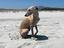 Immagine 4