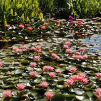 Kit Laghetto, piante acquatiche