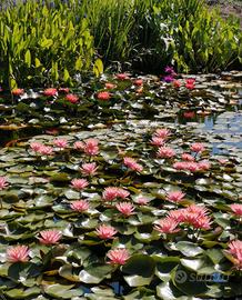 Kit Laghetto, piante acquatiche