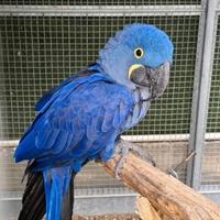 Ara Giacinto da Riproduzione 6 anni Femmina