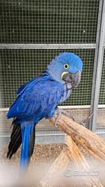 Ara Giacinto da Riproduzione 6 anni Femmina