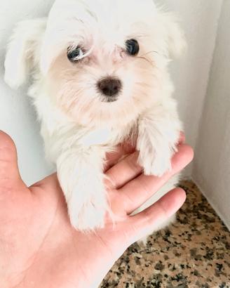 Cuccioli Maltesini taglia micro