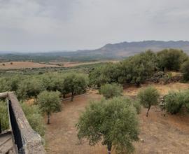 Oliveto con Rustico