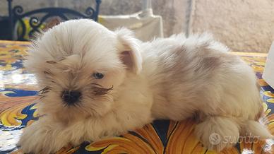 Cane taglia piccola 