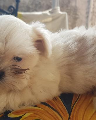 Cane taglia piccola 