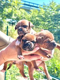 Staffordshire Bull Terrier